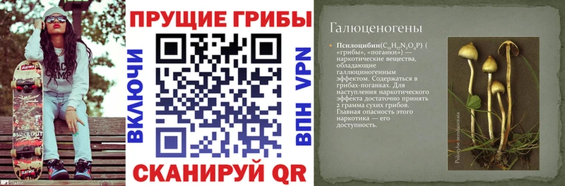 Купить где  Прохладный  Псилоцибиновые грибы мицелий 